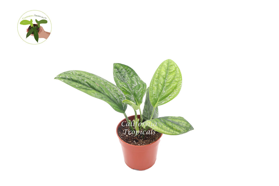 Monstera Peru live plant in a 4" grower's pot