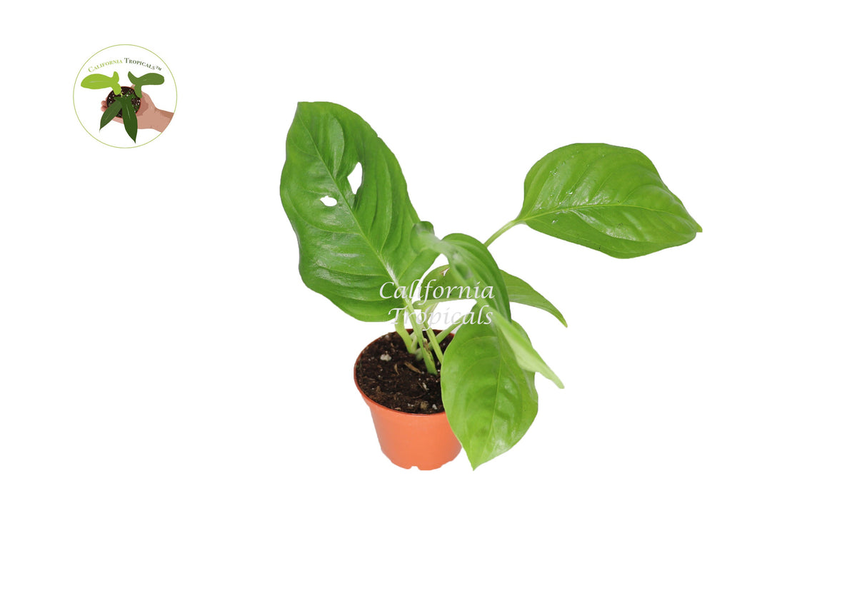 Monstera Adansonii Laniata live plant in a 3" grower's pot