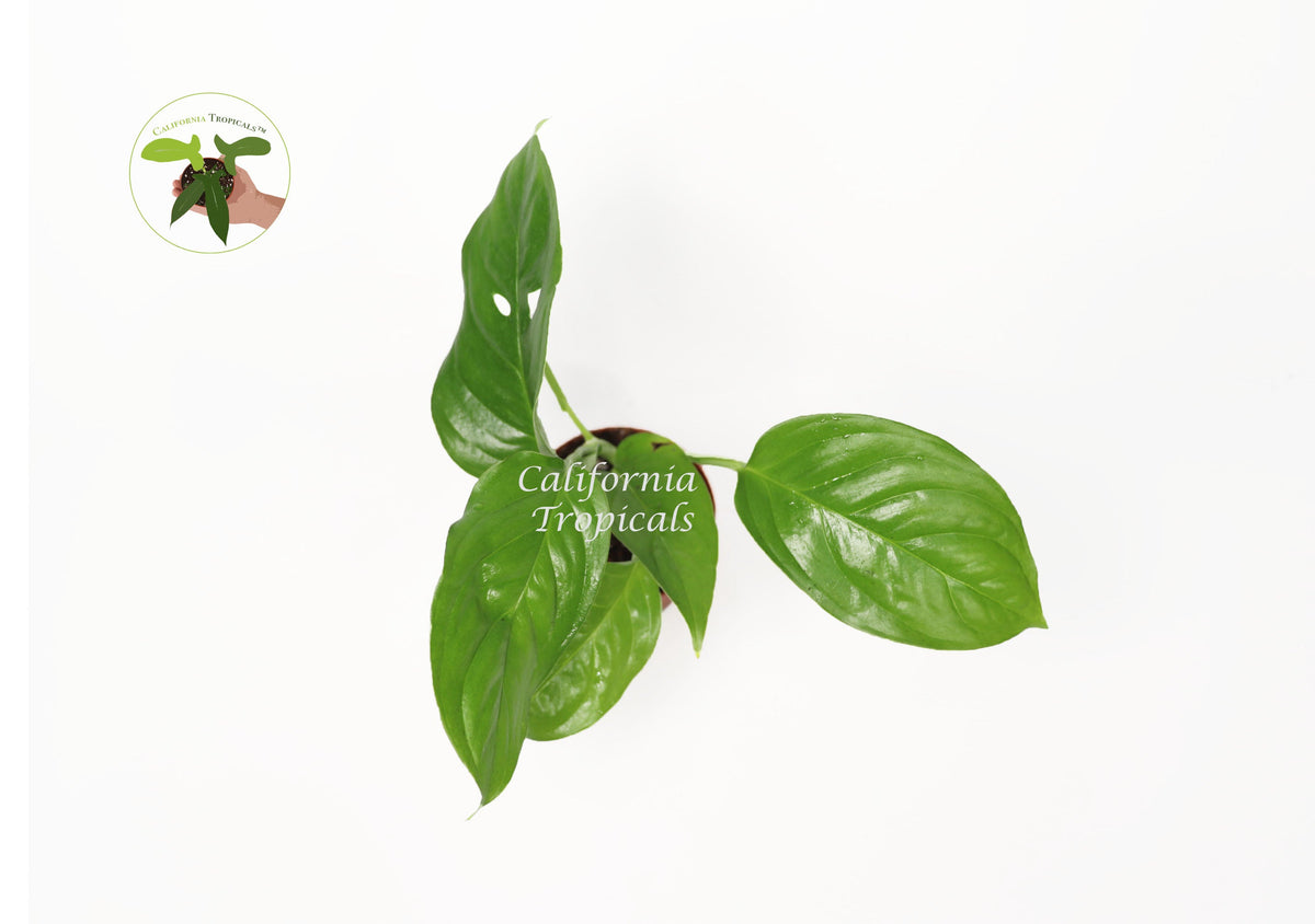 Monstera Adansonii Laniata live plant foliage detail