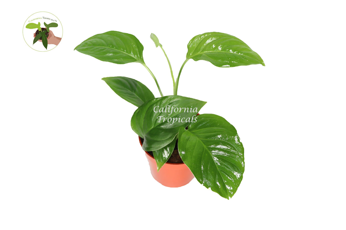Monstera Adansonii Laniata live plant in a 4" grower's pot