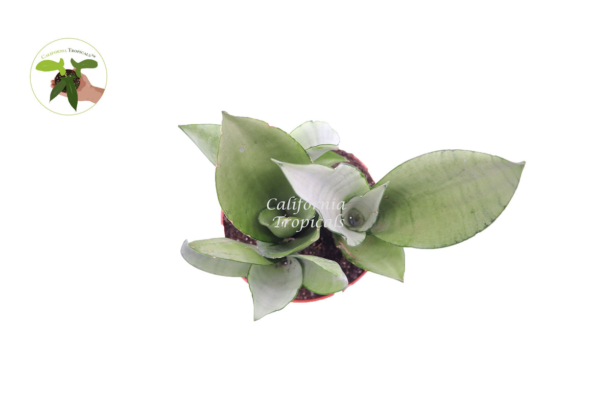 Sansevieria Moonshine live plant foliage detail