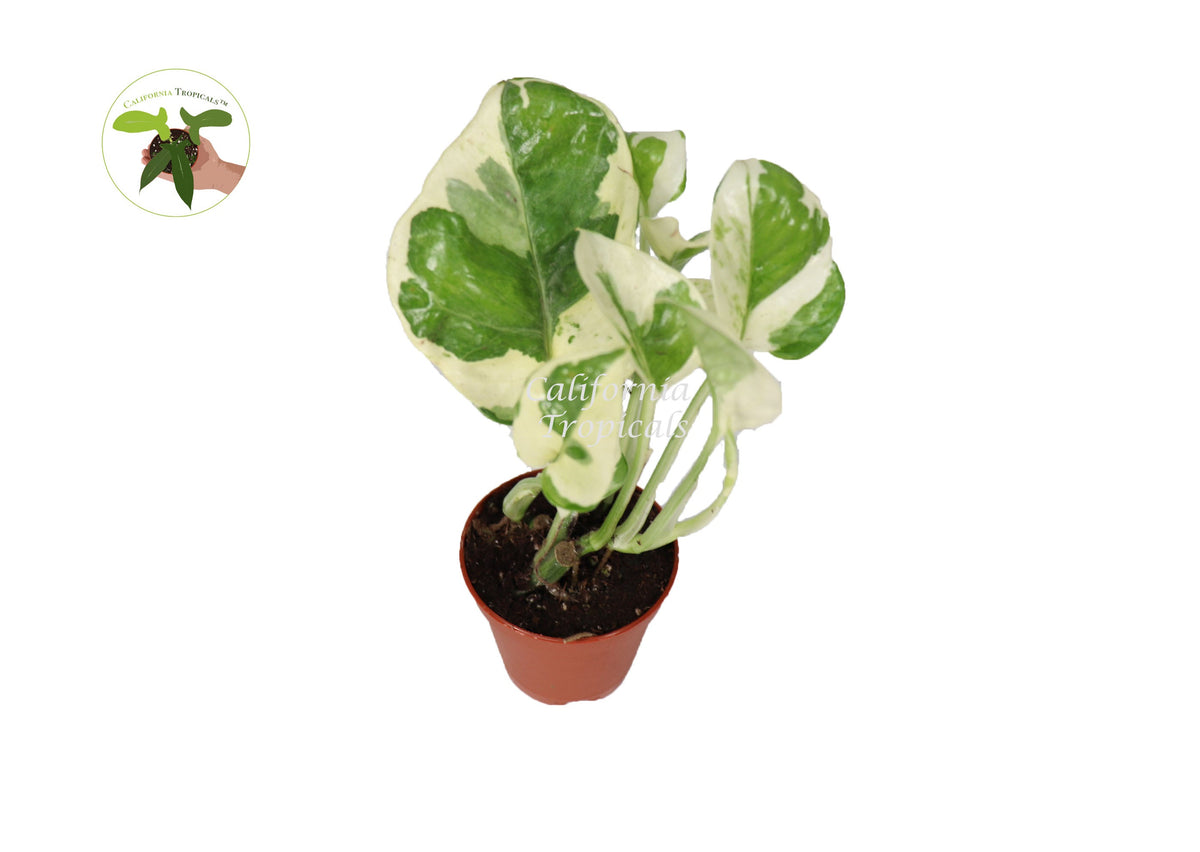 Pothos ('N Joy') live plant in a 3" grower's pot