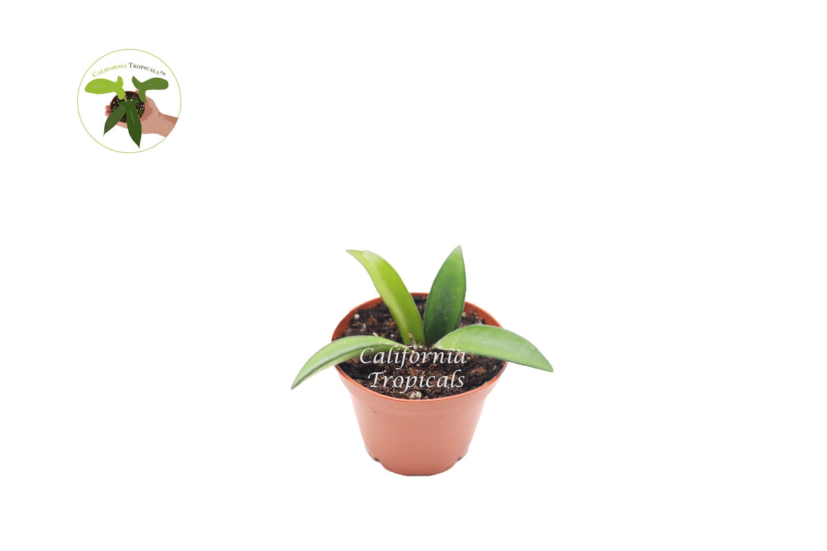 Hoya Kentiana 'Narrow Leaf' live plant in a 2" grower's pot