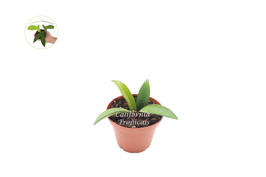 Hoya Kentiana 'Narrow Leaf' live plant in a 2" grower's pot
