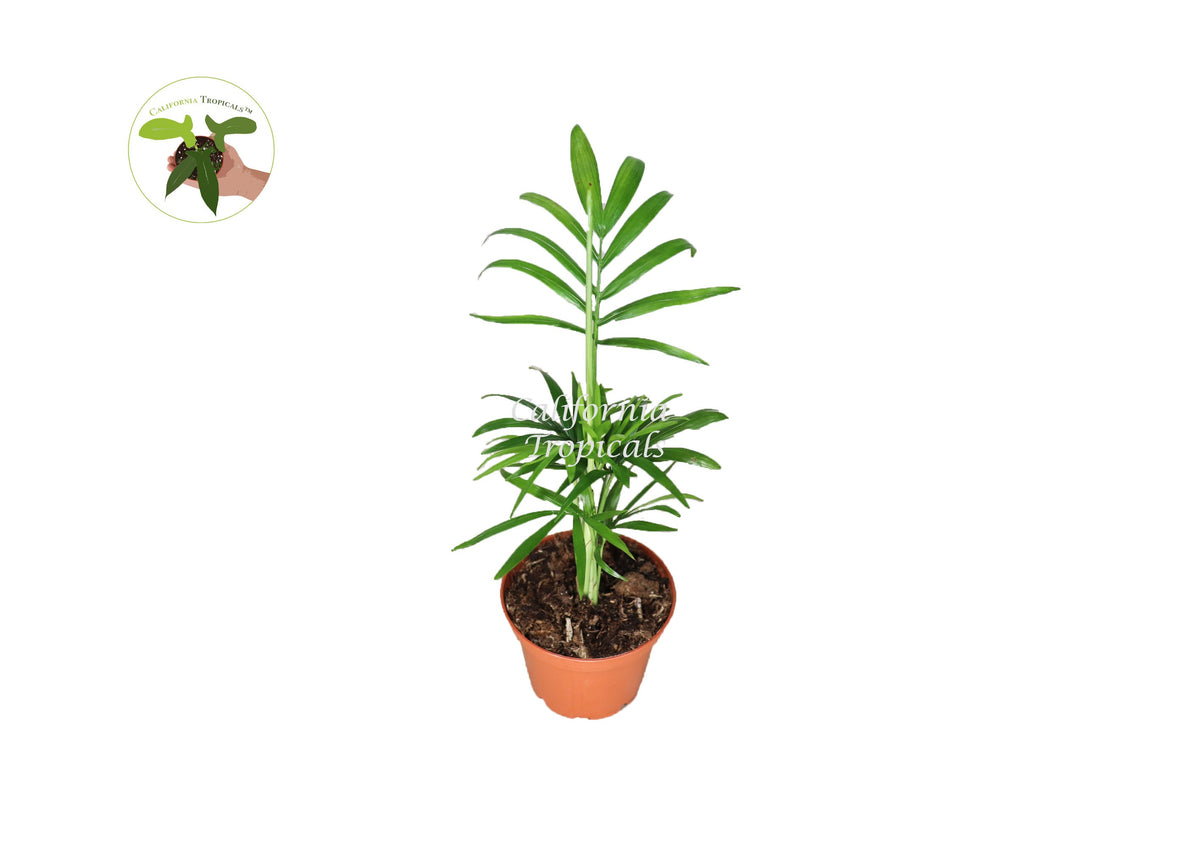 Parlor Palm (Chamaedorea Elegans) in a 3" grower's pot