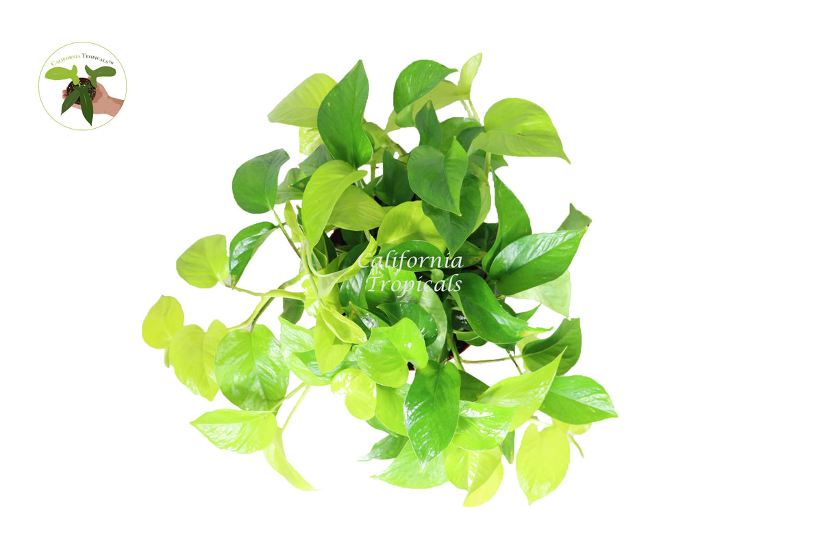 Pothos Neon live plant foliage detail