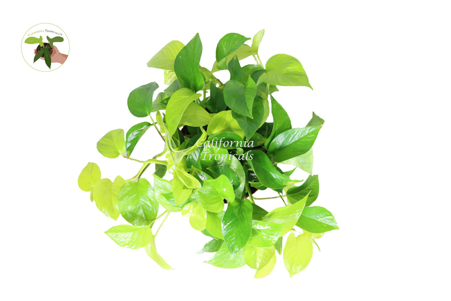 Pothos Neon live plant foliage detail