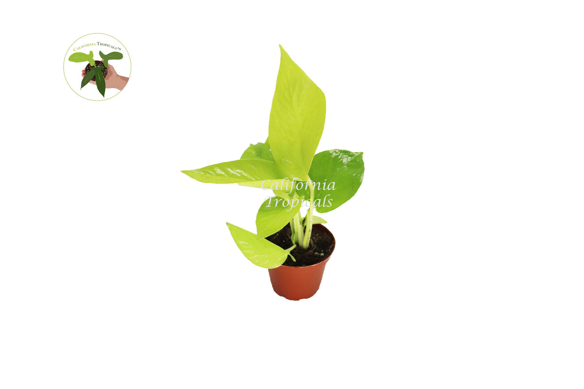 Neon Pothos live plant in a 3" grower's pot