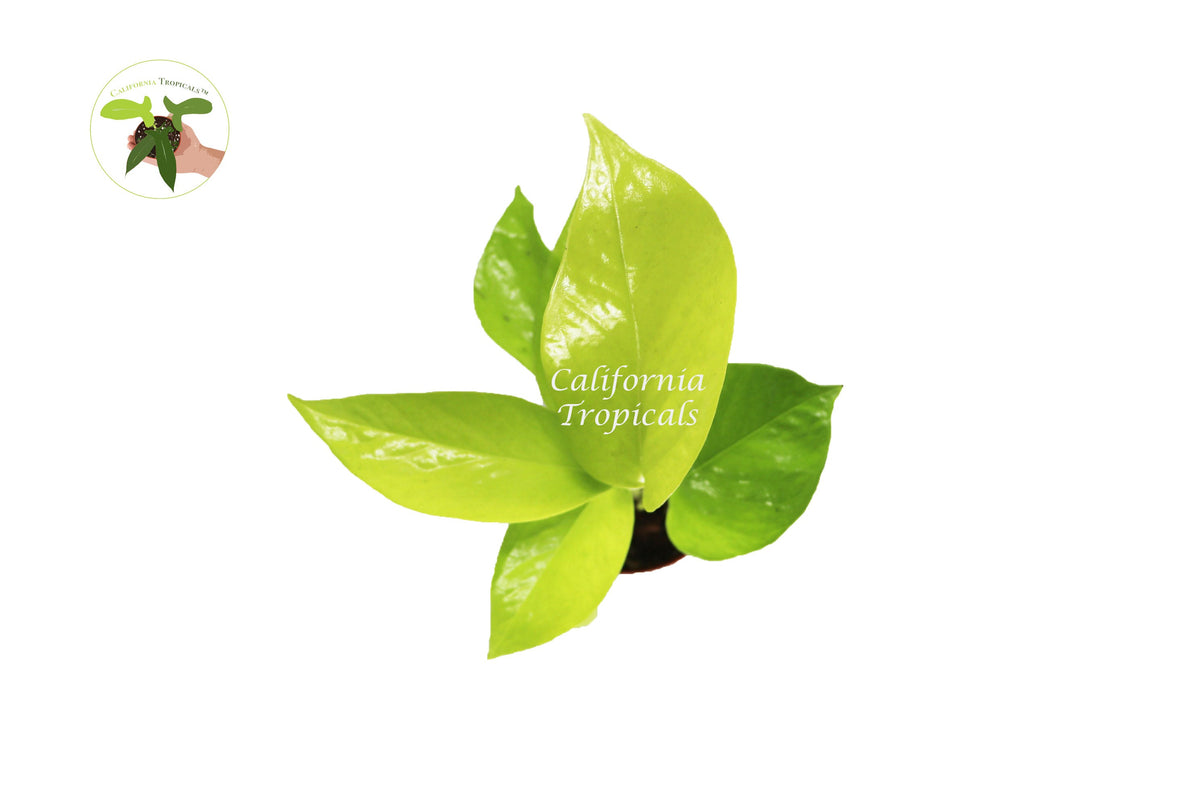 Pothos live plant foliage detail