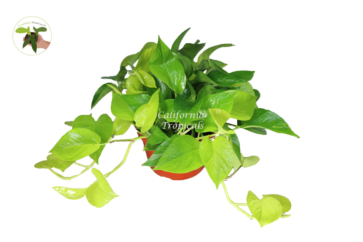 Pothos Neon live plant in a 8" grower's pot