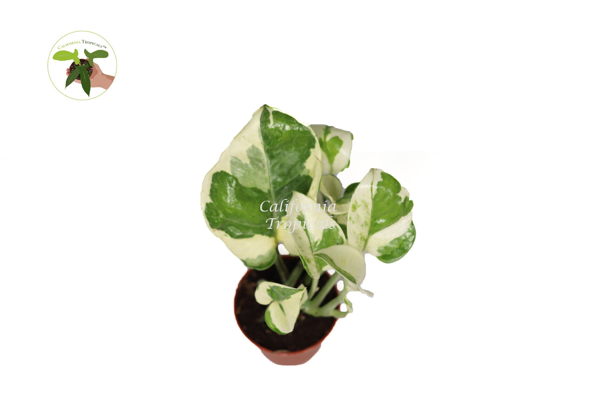 Pothos ('N Joy') live plant foliage detail