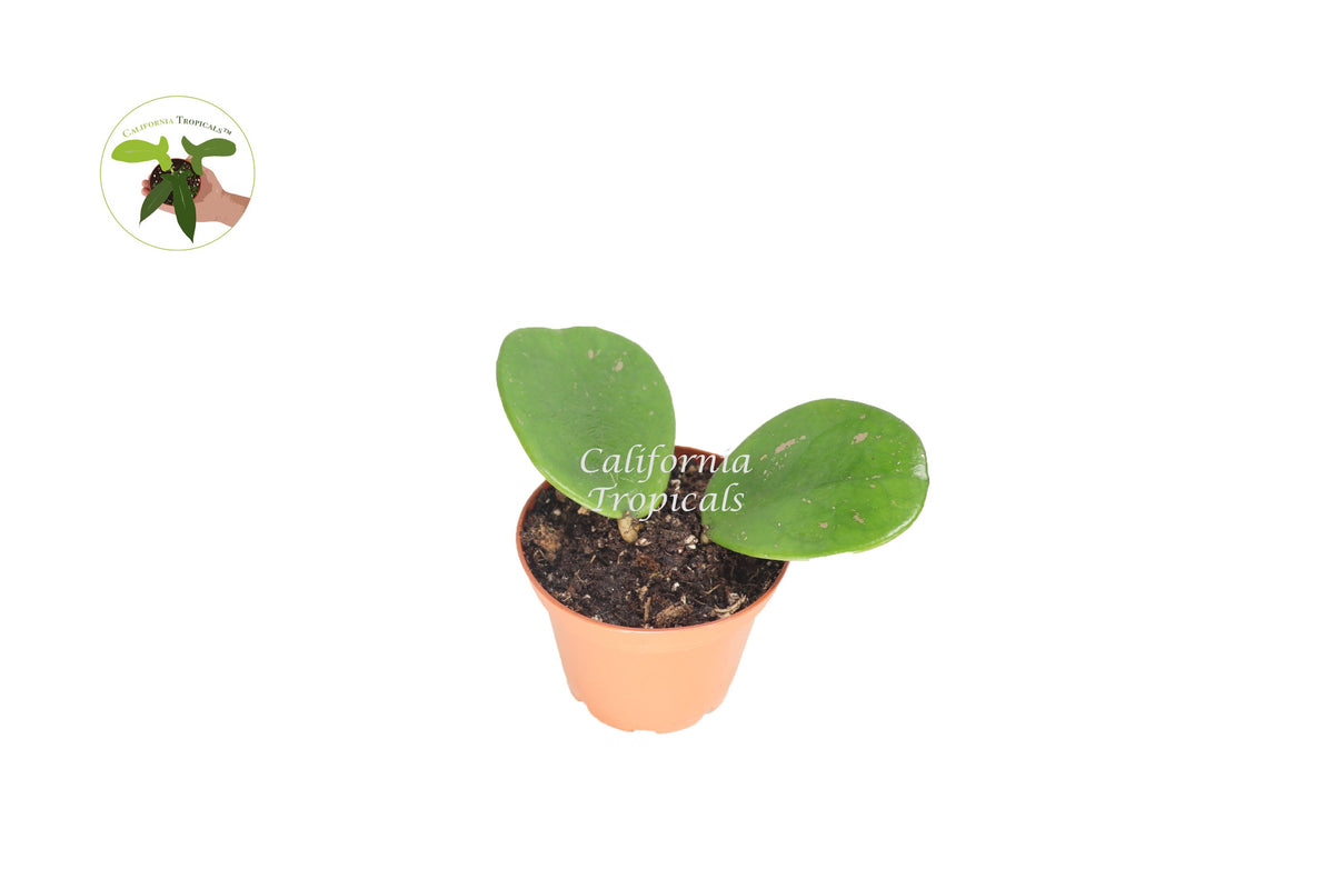 Hoya Obovata Splash live plant in a 2" grower's pot