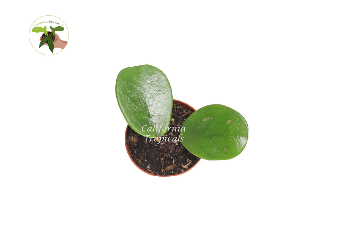 Hoya Obovata Splash live plant foliage detail