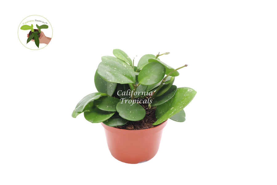 Hoya Obovata Splash live plant in a 6" grower's pot