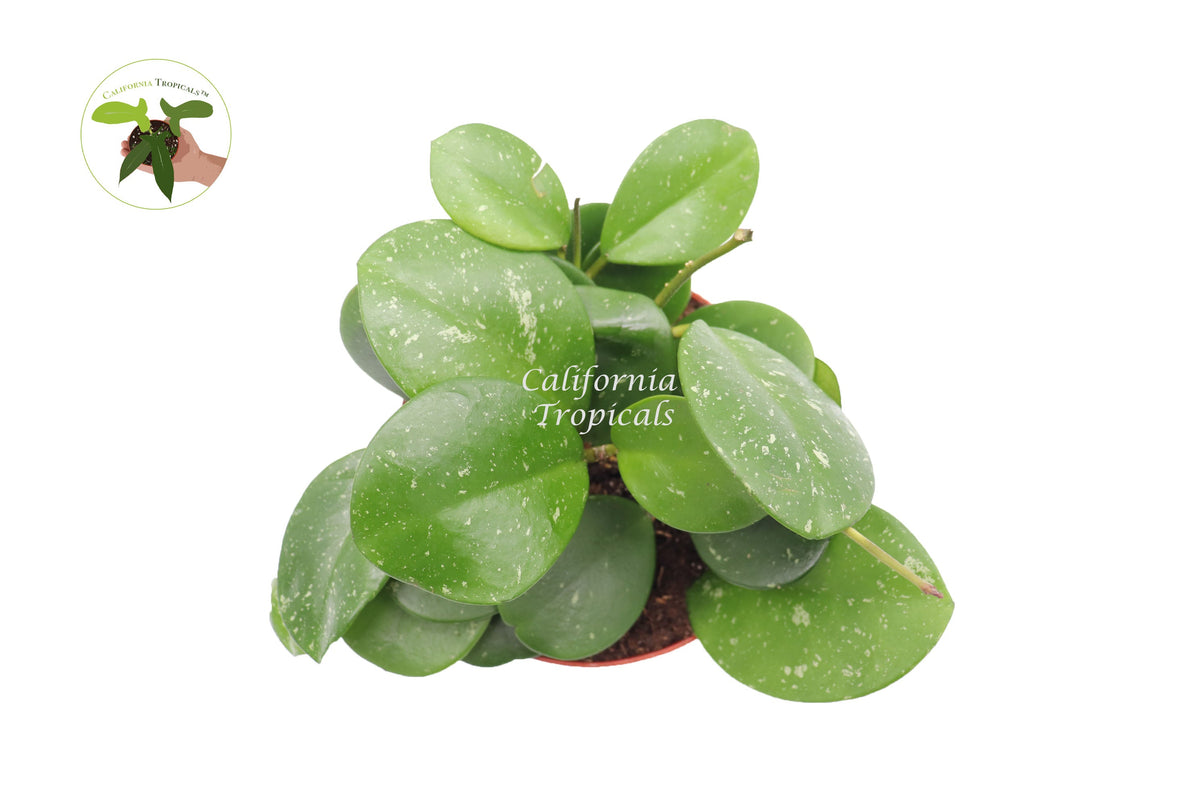 Hoya Obovata Splash live plant foliage detail