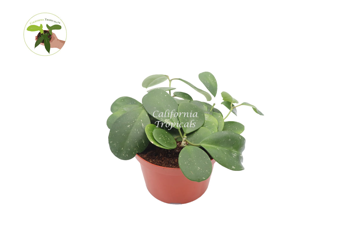 Hoya Obovata Splash live plant in a 8" grower's pot