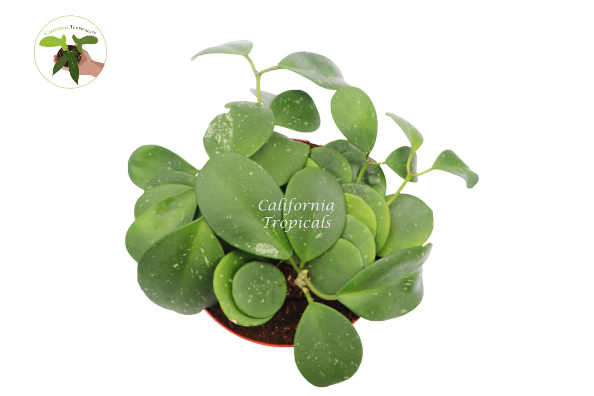 Hoya Obovata Splash live plant foliage detail