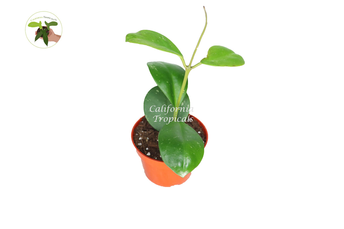 Hoya Obovata Splash live plant in a 4" grower's pot