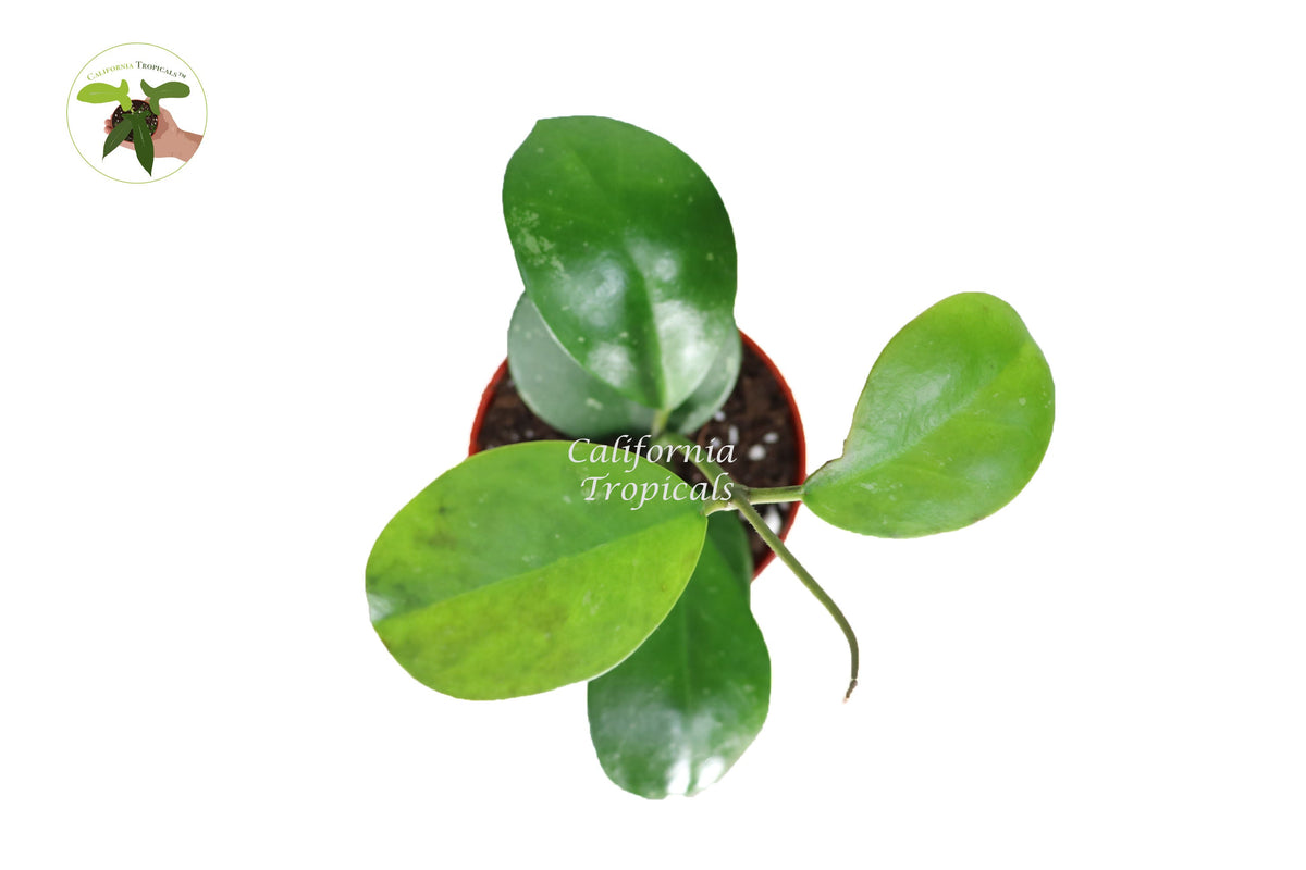 Hoya Obovata Splash live plant foliage detail