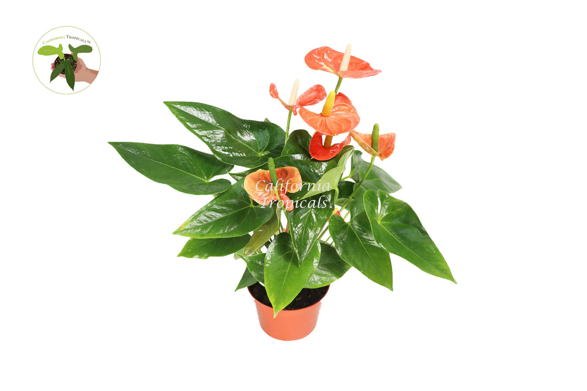 Orange Anthurium live plant in a 8" grower's pot