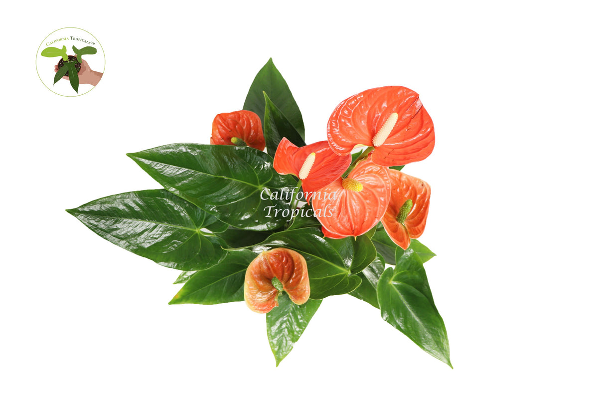 Anthurium live plant foliage detail