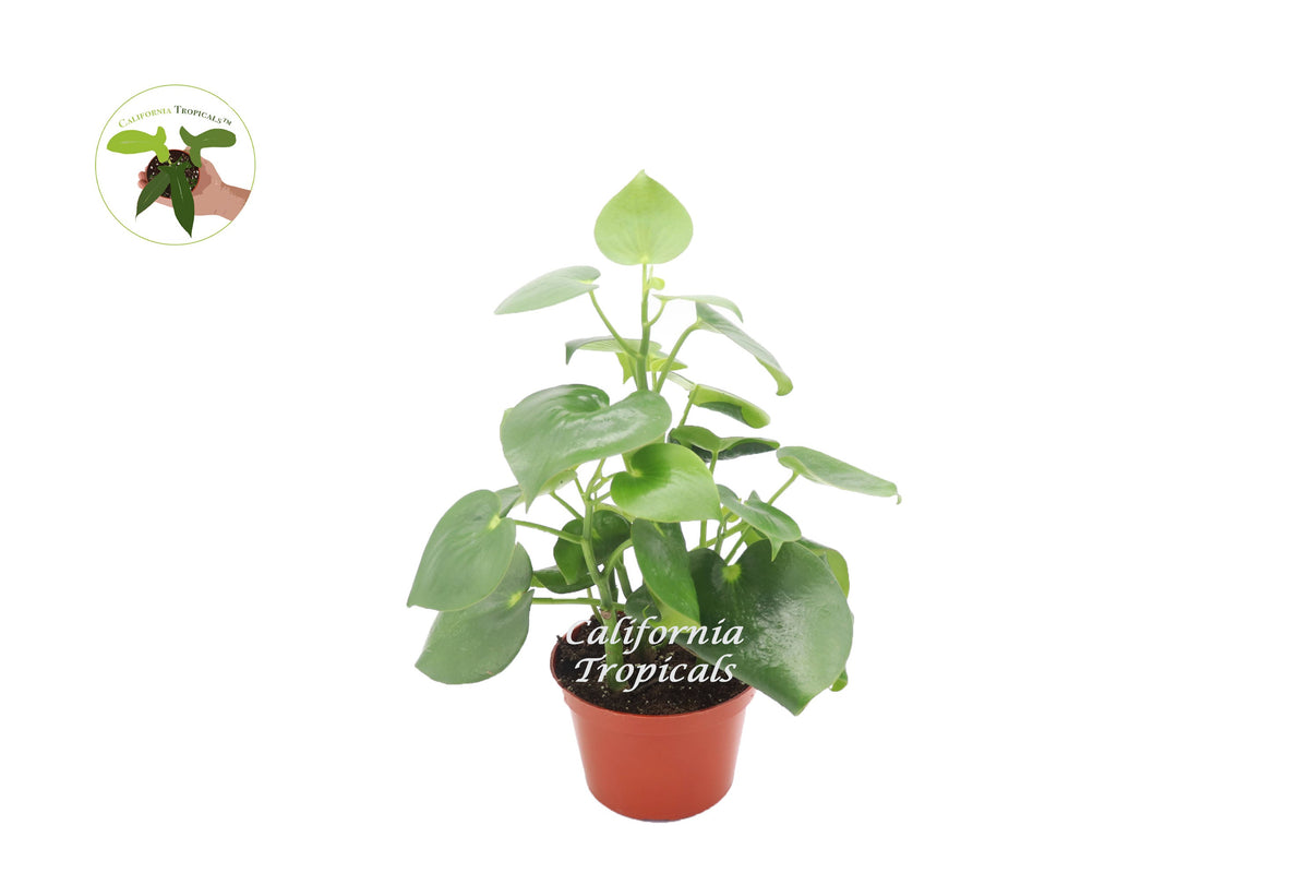 Owl Eye Peperomia live plant in a 6" grower's pot