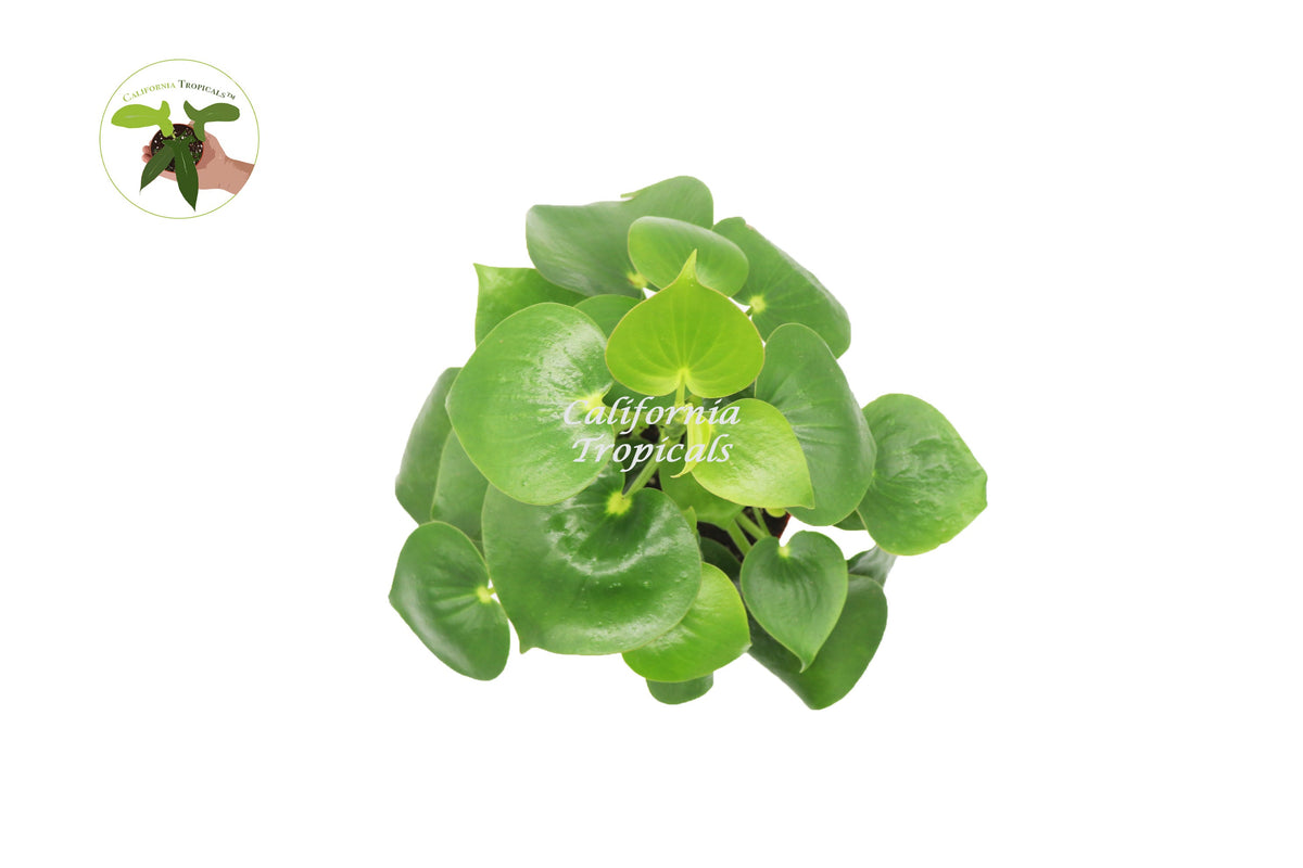 Owl Eye Peperomia live plant foliage detail