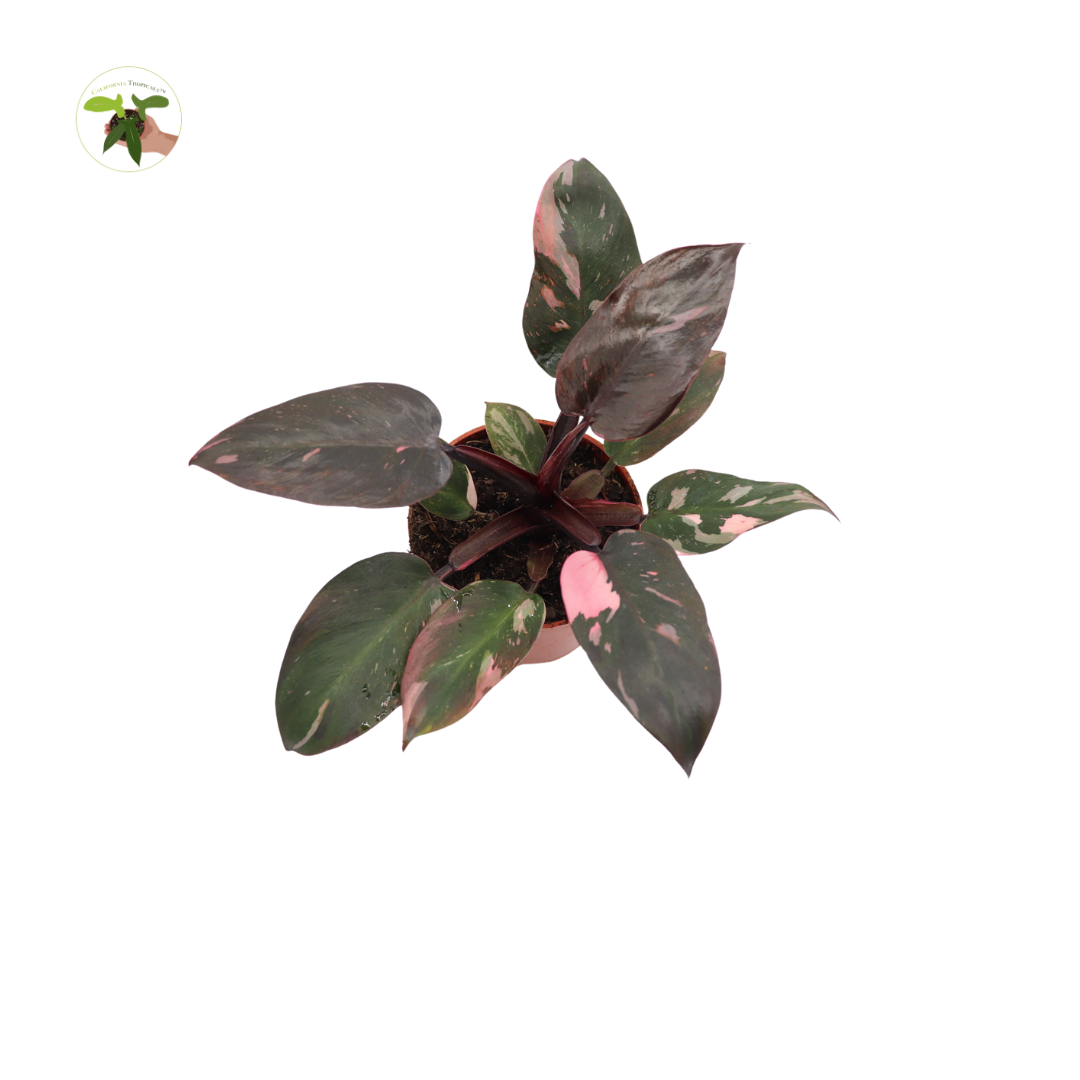 Philodendron Princess live plant foliage detail