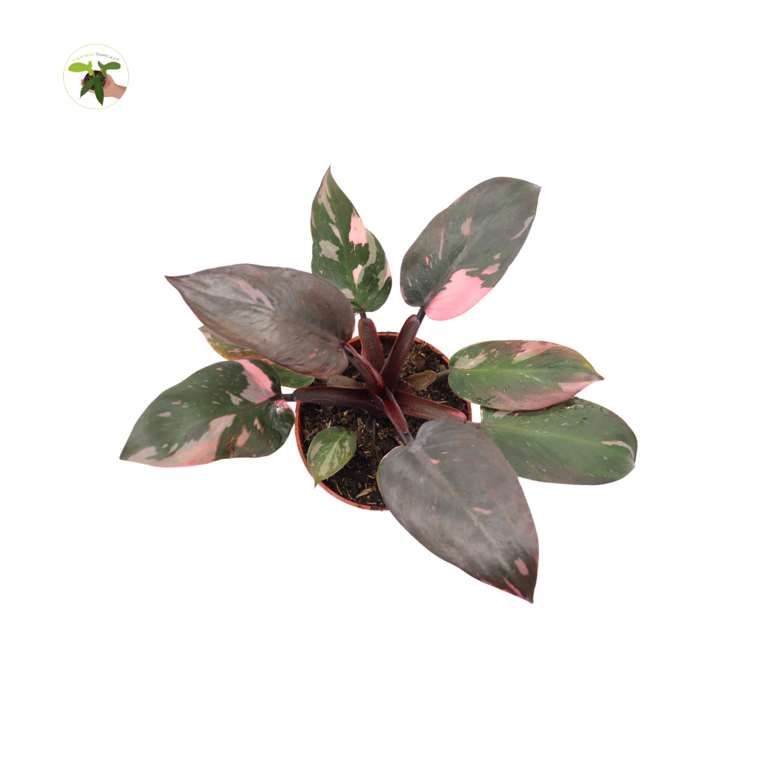 Philodendron Princess live plant foliage detail