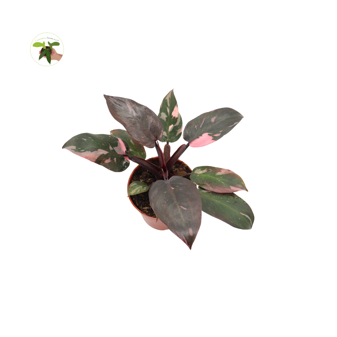 Philodendron Princess live plant foliage detail