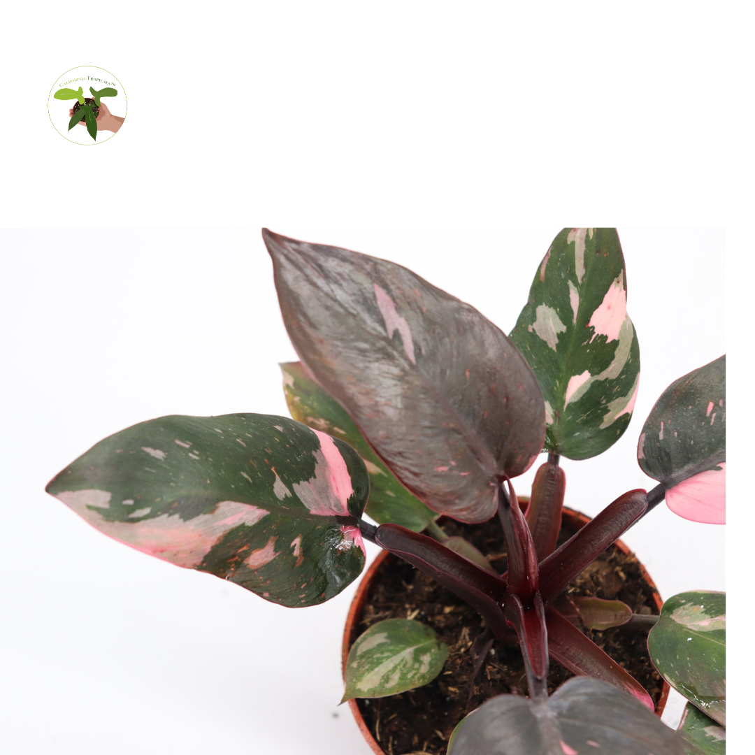 Rare Philodendron Pink Princess  - 4'' from California Tropicals