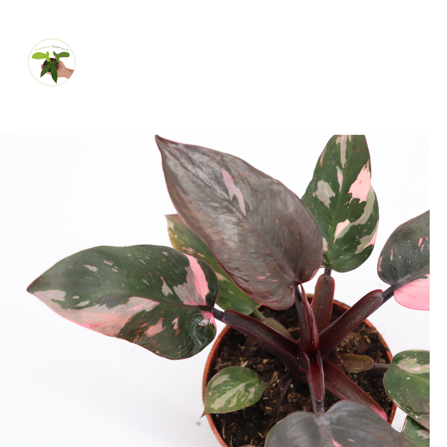 Philodendron Princess live plant foliage detail