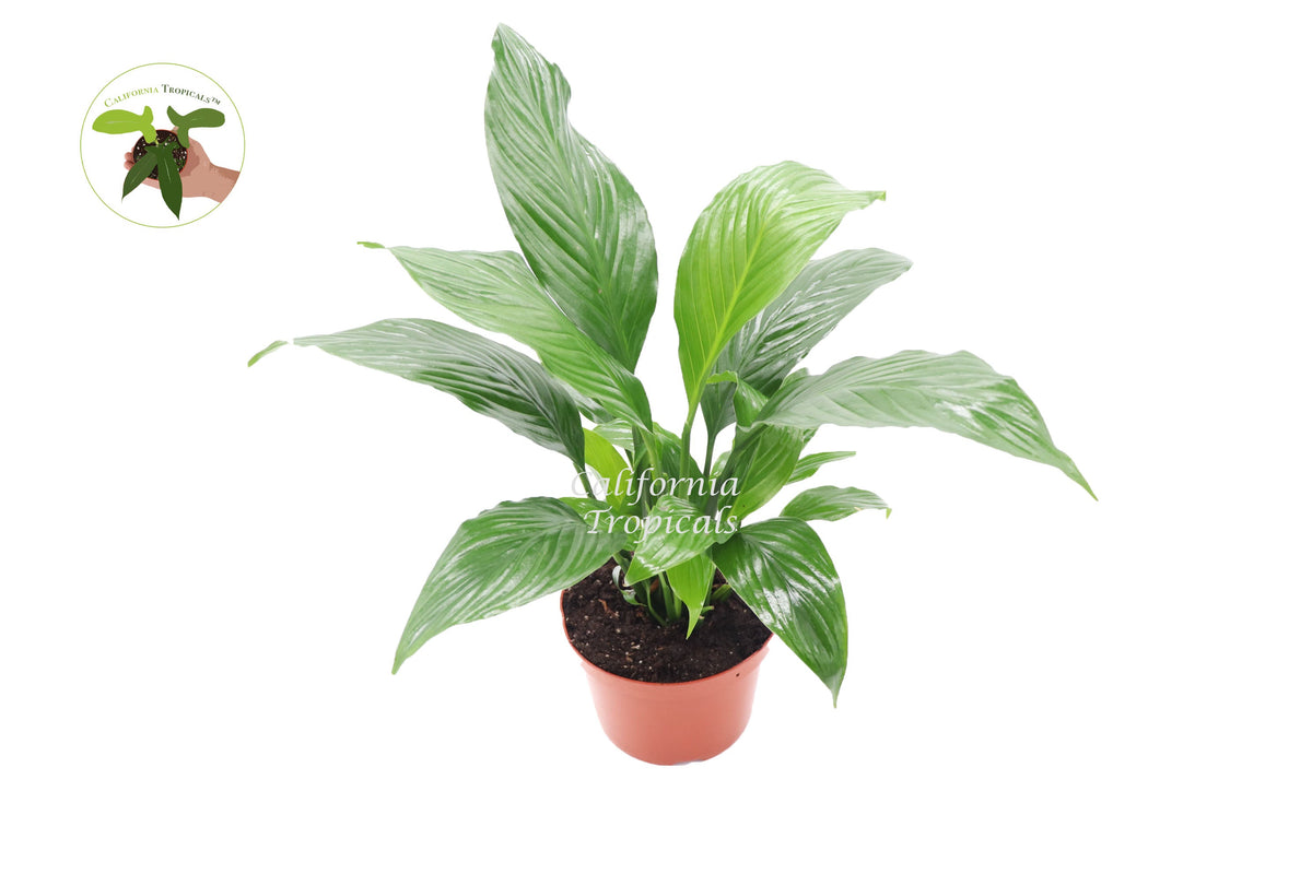 Peace Lily Plant in a 6" grower's pot