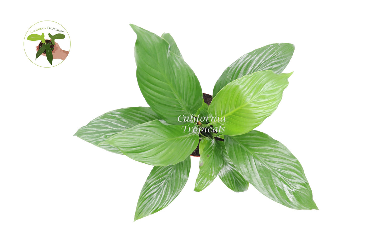 Peace Lily Plant foliage detail