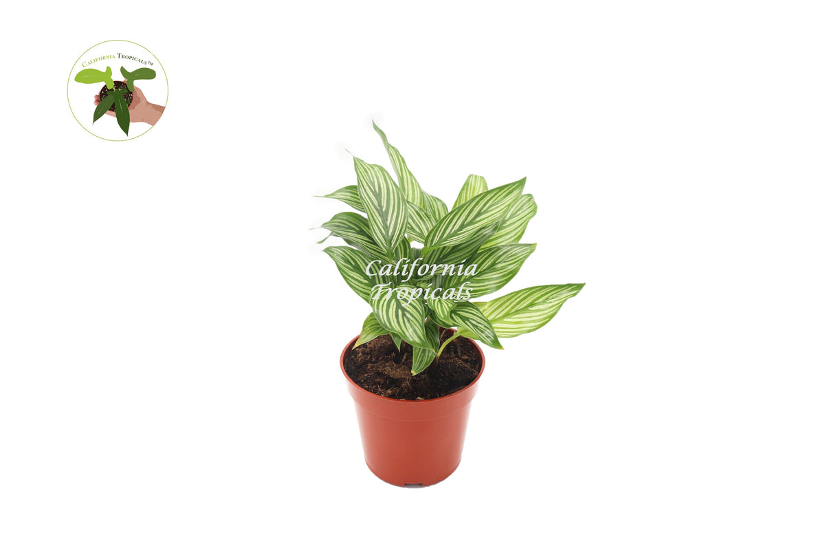Calathea Vittata (Peacock Plant) in a 4" grower's pot
