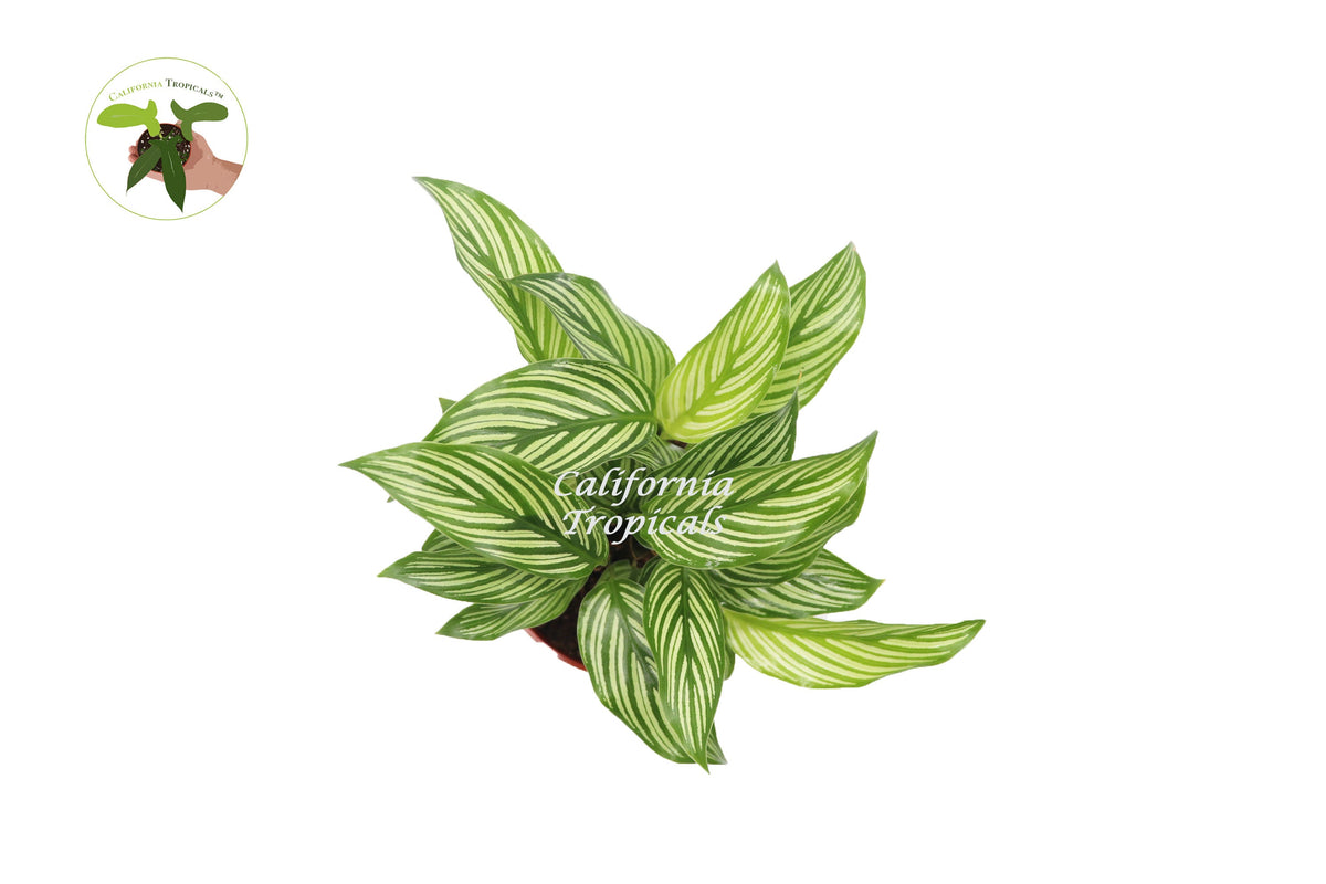 Calathea Vittata (Peacock Plant) foliage detail