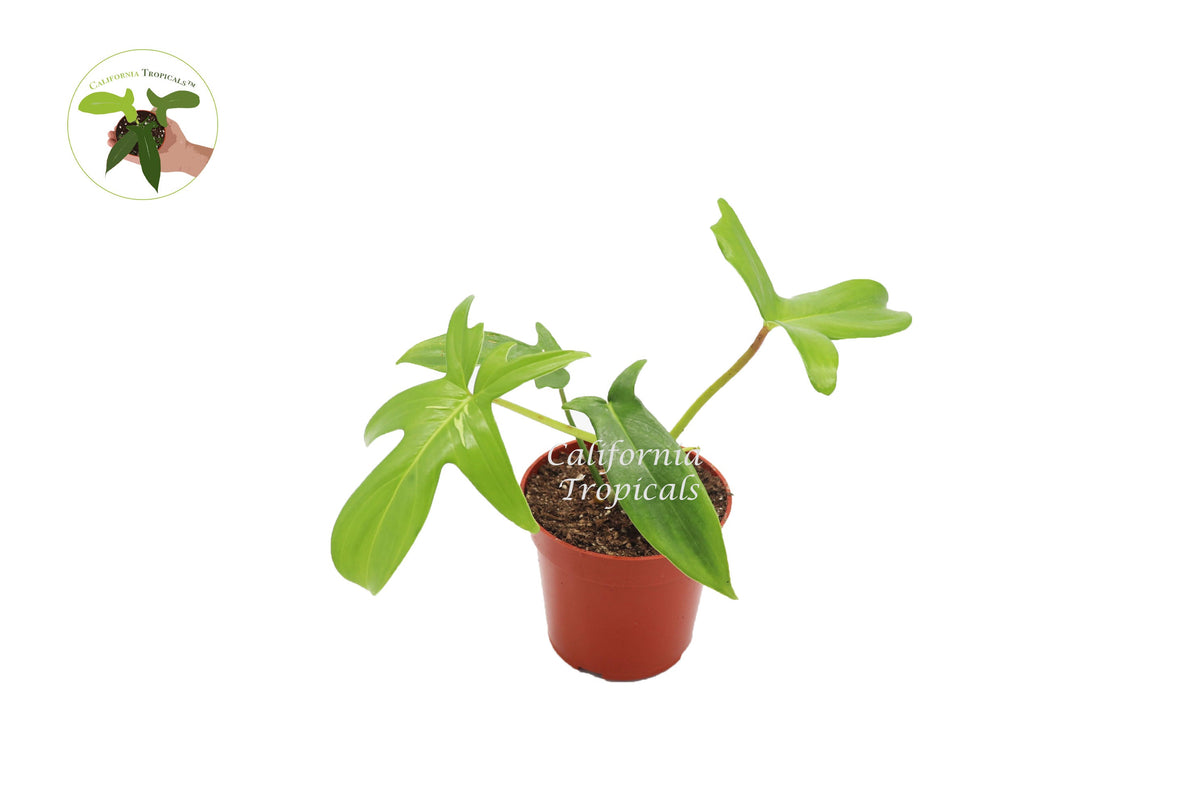 Philodendron Pedatum live plant in a 4" grower's pot