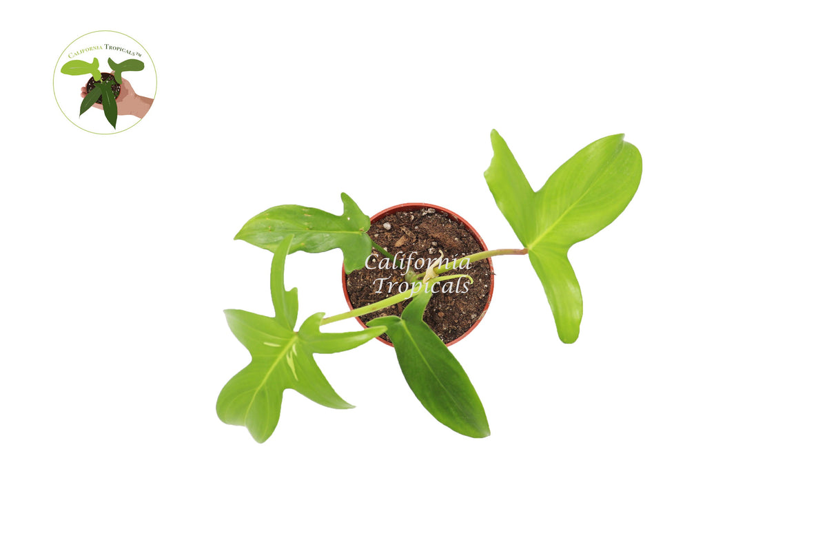 Philodendron Pedatum live plant foliage detail
