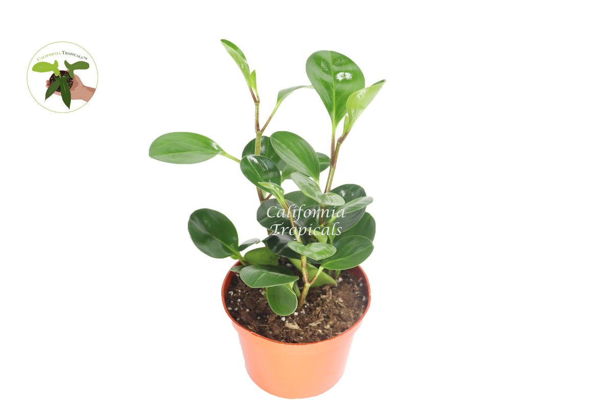 Peperomia Obtusifolia live plant in a 6" grower's pot