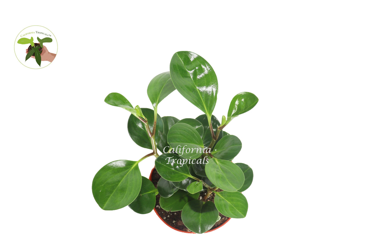 Peperomia Obtusifolia live plant foliage detail