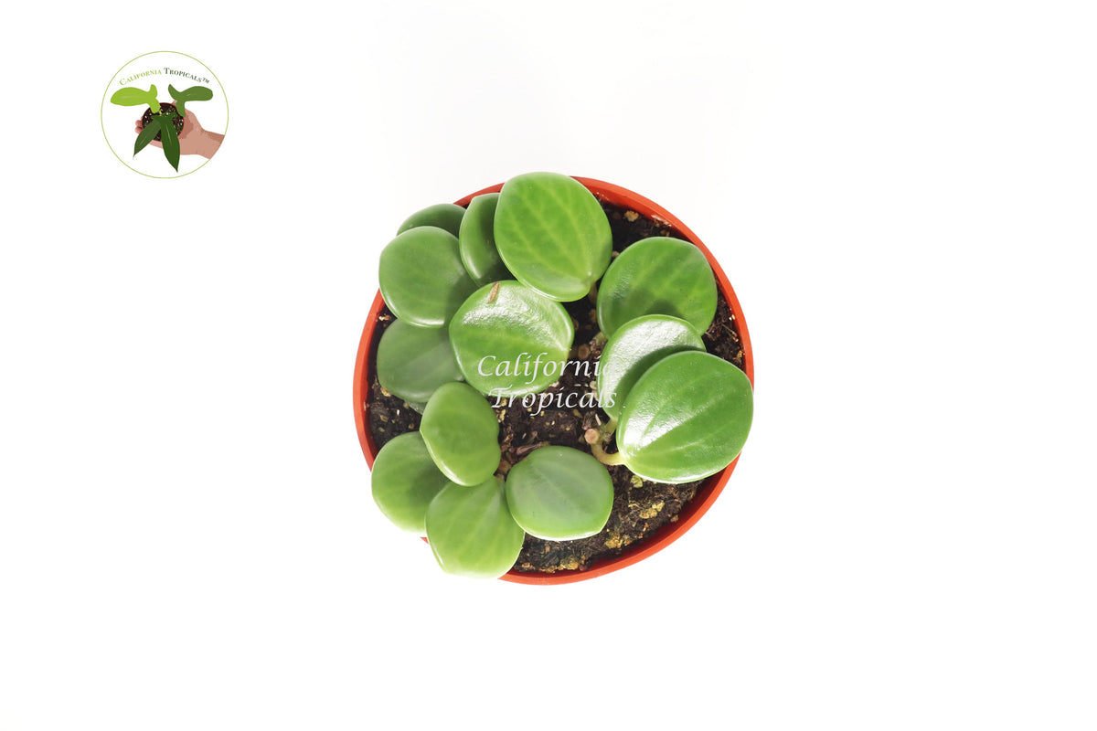 Peperomia Hope live plant in a 4" grower's pot