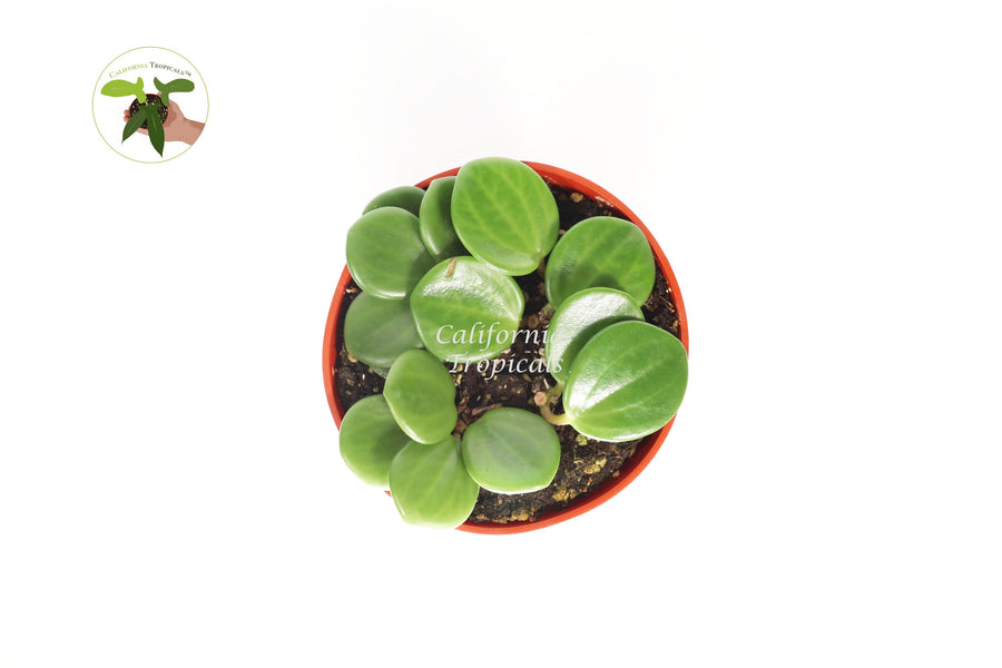 Peperomia Hope live plant in a 4" grower's pot