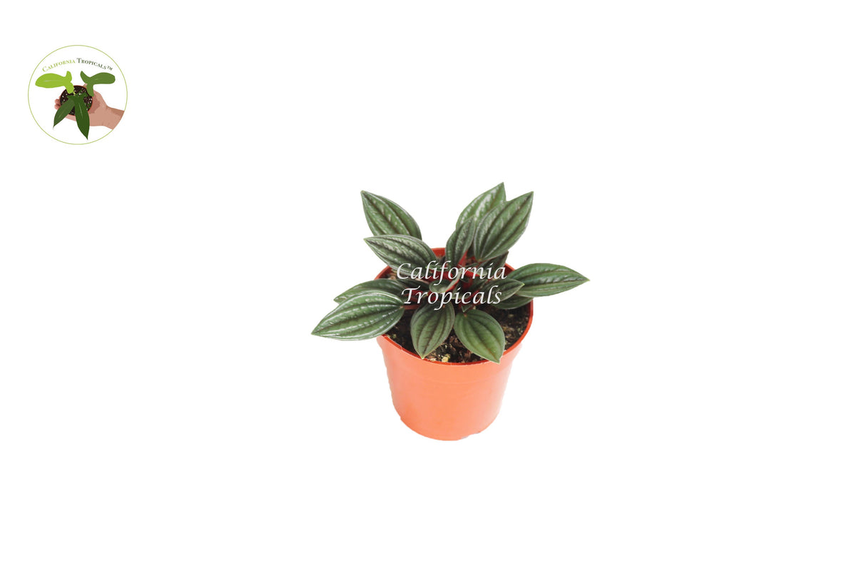 Peperomia Rosso live plant in a 4" grower's pot