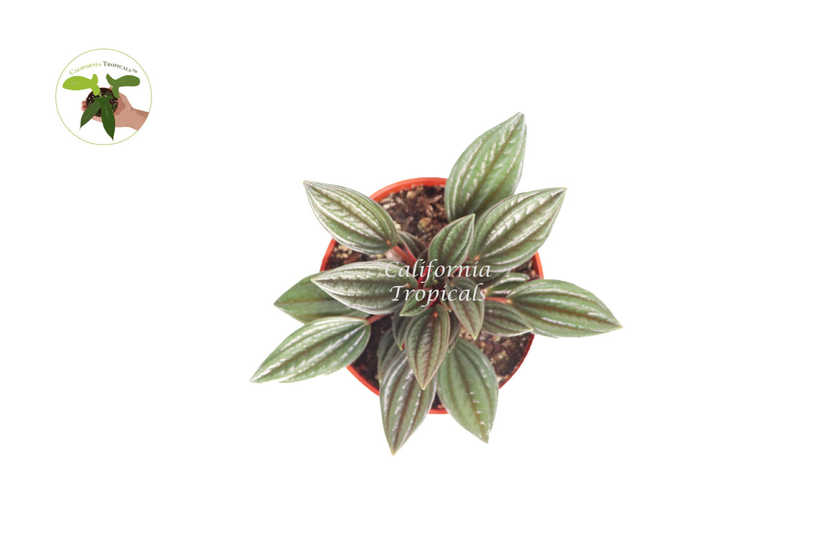 Peperomia Rosso live plant foliage detail
