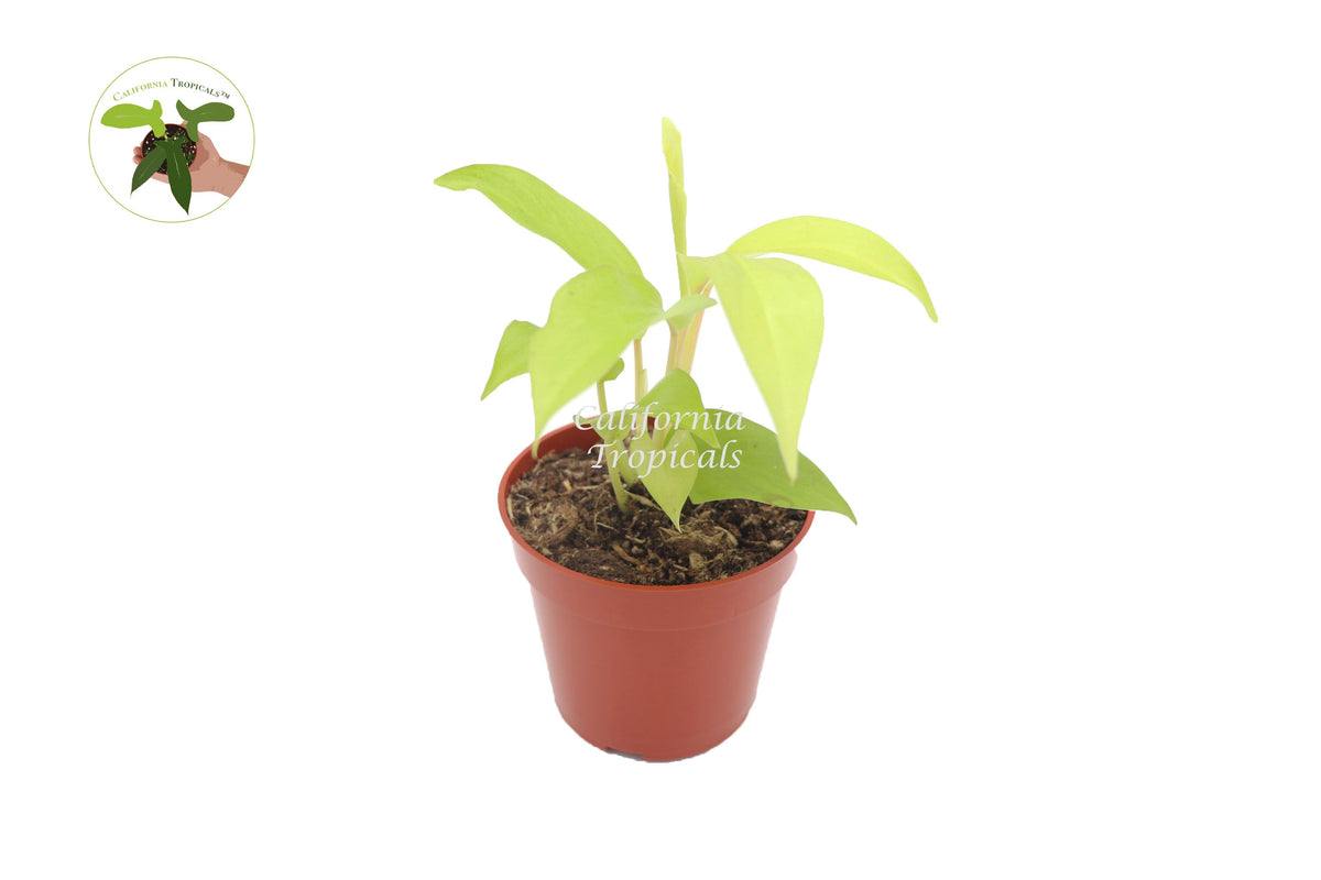 Philodendron Lemon Lime live plant in a 4" grower's pot
