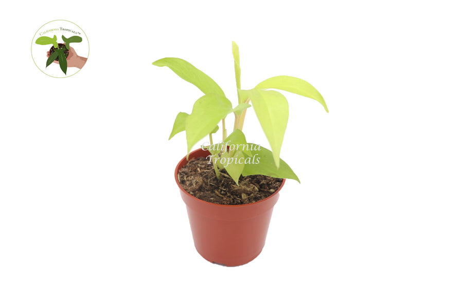 Philodendron Lemon Lime live plant in a 4" grower's pot