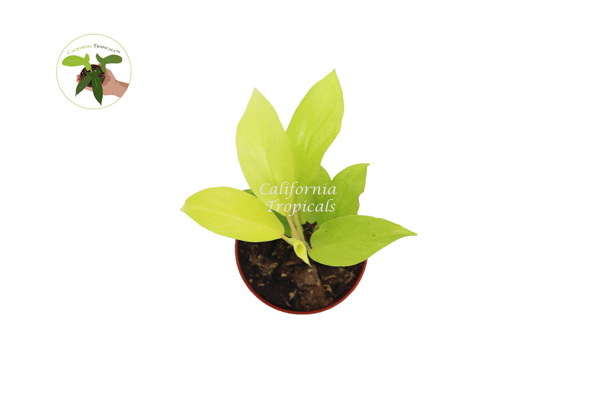 Philodendron Lemon Lime live plant foliage detail