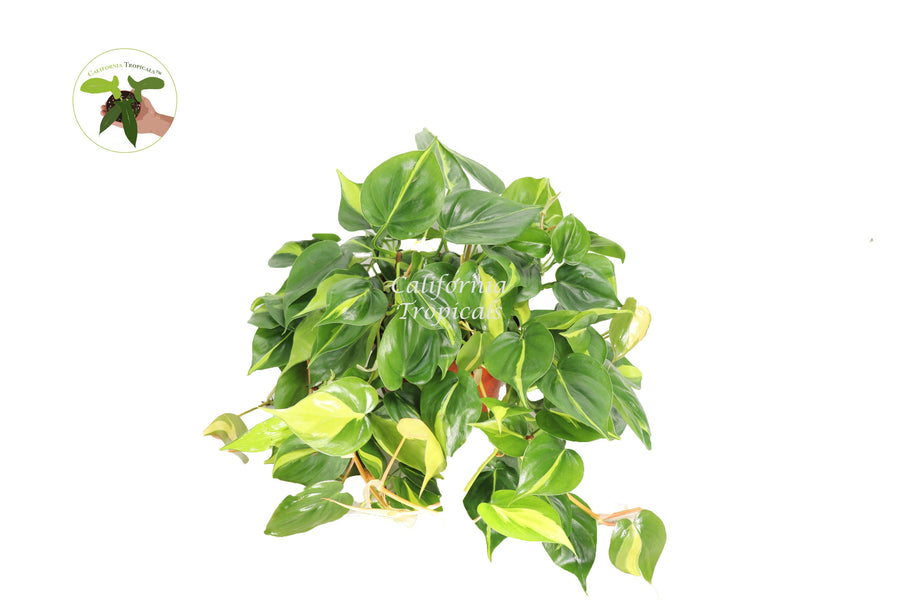 Philodendron Brazil live plant in a 8" grower's pot