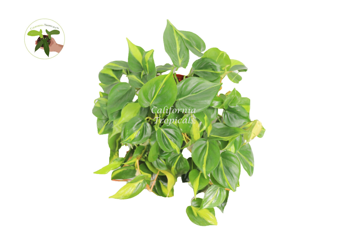 Philodendron Brazil live plant foliage detail