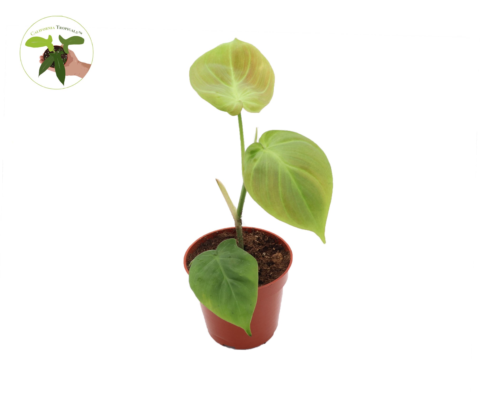 philodendron camposportoanum mature Philodendron Camposportoanum 4" -from California Tropicals